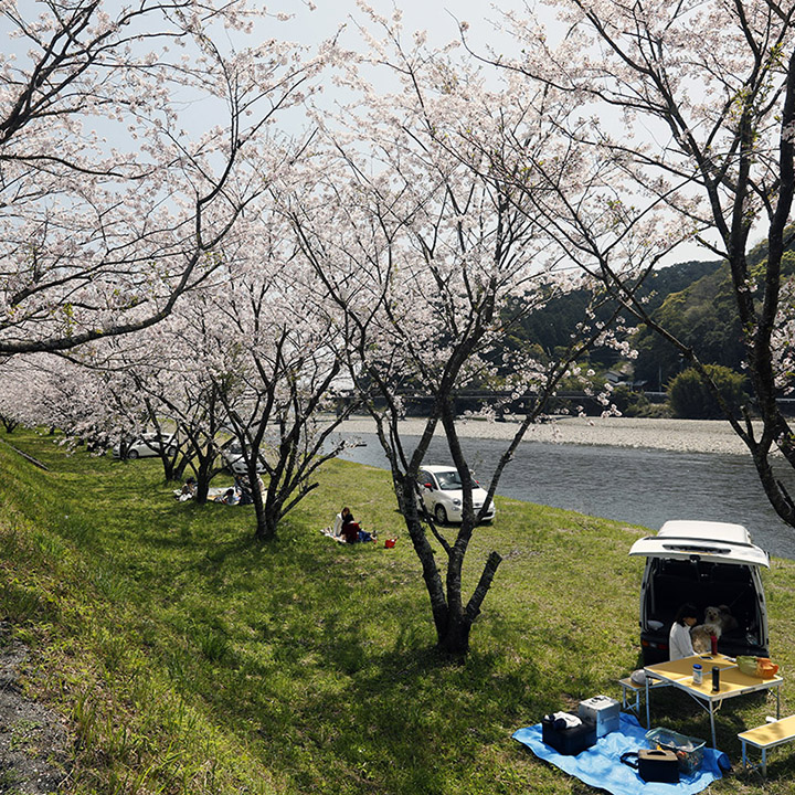 桜のお花見は4月初旬まで楽しめます
