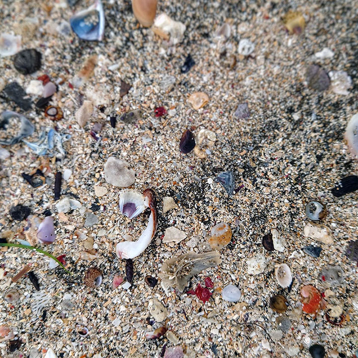星屑のような貝殻やシーグラス。ビーチコーミングポイントはたくさんあります