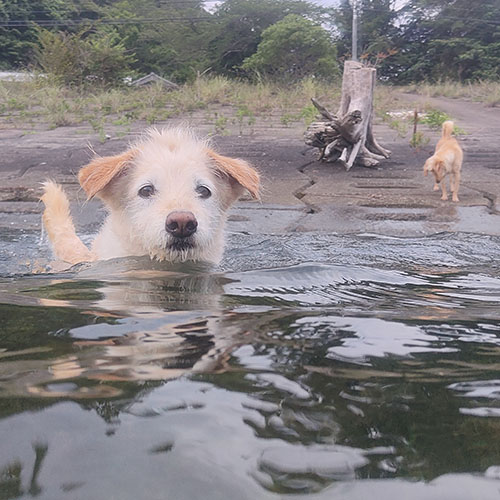 犬かき海水浴